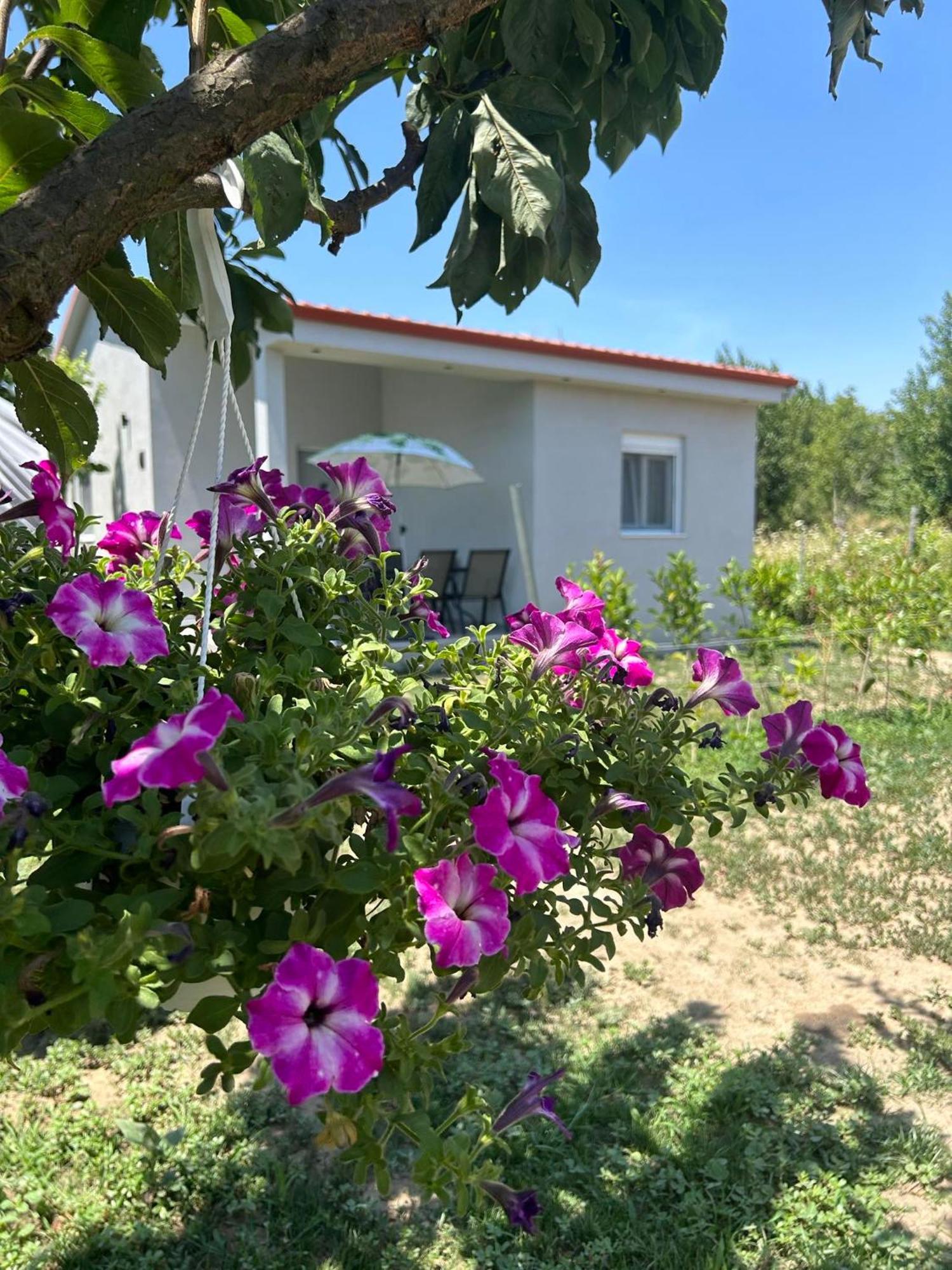 Appartement Ktima Mimoza à Sykia Chalkidikis Extérieur photo